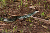 Drymobius margaritiferusSpeckled Racer