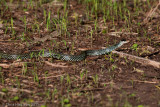 Drymobius margaritiferusSpeckled Racer