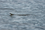 Pseustes sulphureusAmazon Puffing Snake