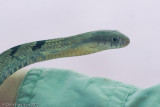 Pseustes sulphureusAmazon Puffing Snake