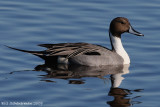 Northern Pintail Duck