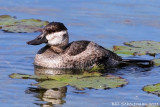 Ruddy Duck