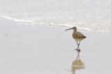 Whimbrel