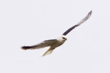 BH2D0759.jpg