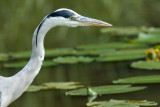 Reigers