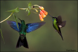 Great Sapphirewing and Buff-Winged Starfrontlet
