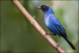 Masked Flowerpiercer