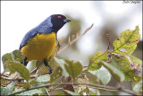 Hooded Mountain-tanager