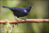 Glossy Flowerpiercer
