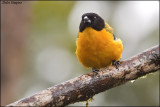 Black Chinned Mountain Tanager