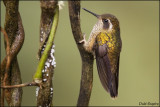 Speckled Hummingbird