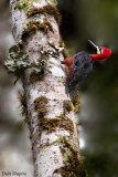 Crimson Bellied Woodpecker