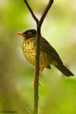 Spotted Nightingale-Thrush