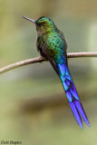 Violet-tailed Sylph