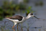 Black winged Stilt