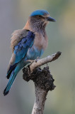 Indian Roller