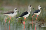 Black winged stilt