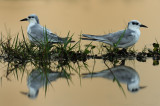 Whiskered Tern