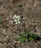 Nagelört, (Erophila verna)