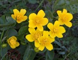 Kabbleka, (Caltha palustris)