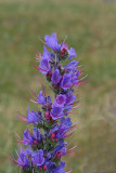Blåeld (Echium vulgare)