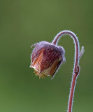 Humleblomster, (Geum rivale)