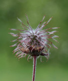 Humleblomster, (Geum rivale)
