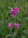 Tjärblomster, (Lychnis viscaria)