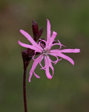 Gökblomster, (Lychnis flos-cuculi)