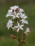 Vattenklöver, (Menyanthes trifoliata)