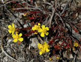 Ölandssolvända, (Helianthemum oelandicum)