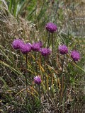 Gräslök, (Allium schoenoprasum)