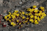 Gul fetknopp, (Sedum acre)
