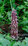 Vätteros, (Lathraea squamarina)