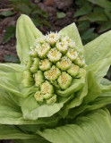 Bitterskråp, (Petasites japonicus)