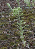 Vitskråp, (Petasites albus)