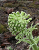 Vitskråp, (Petasites albus)