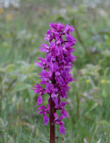 Sankt Pers Nycklar, (Orchis mascula)