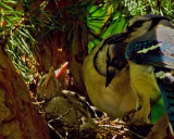 The Blue Jay familly.....
