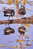 CANADIAN GEESE THE BALANCING ACT_1963.jpg