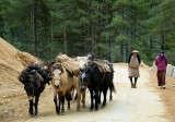 820_LR_P1010747 herders copy-s-.jpg