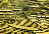 820_YH_Rice Pady Field_MG_3367-s-.jpg