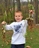 Camden Helping to Harvest Horseradish