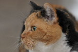Callies Tabby Side