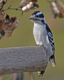 Downy Woodpecker