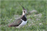 vanneau huppé - northern lapwing.JPG