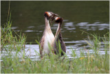 grebe huppé en parade nuptiale - great crested grebe.JPG