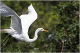 grande aigrette - great egret 2.JPG