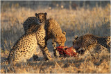 Guepard - Cheetah 7578