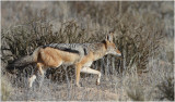 Chacal - Jackal 7890